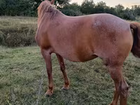 Kuda betina, Horses — foto 1