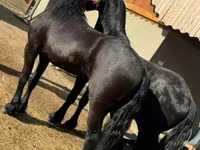 حصان, Friesian — الصورة 1