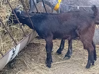 Țap, Damask goat — foto 5