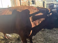Dibi, Cattle — sawirka 2