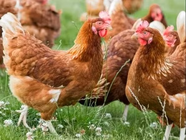 Chickens