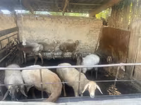 Ovce, Rhon sheep — foto 3