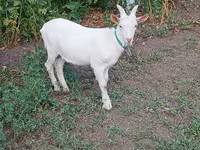 Козел, Saanen goat — снимка 4