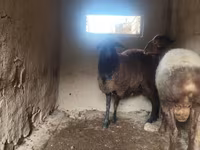 مینڈھا, بھیڑیں — تصویر 1