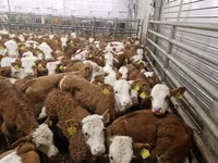 سانڈ, Simmental cattle — تصویر 1