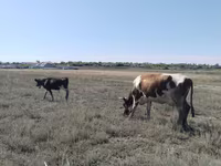 Bull, Cattle — photo 3