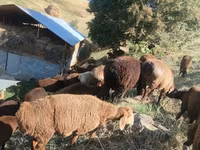 แกะตัวผู้, Hissar sheep — รูปภาพ 2
