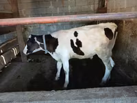 Toro, Swiss cattle — foto 6