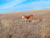 Уй, Швиц породу — сүрөт 2
