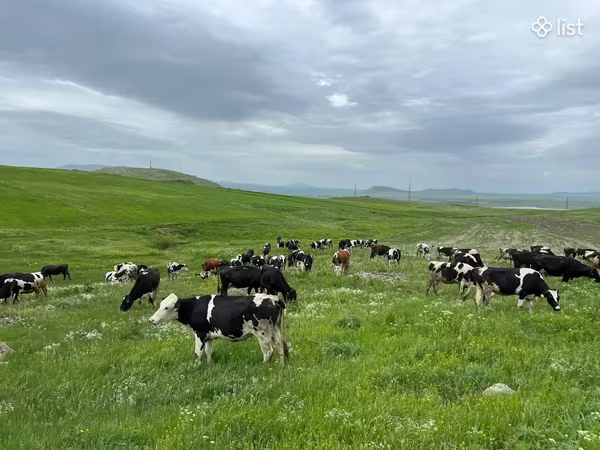 Cow, Simmental cattle — Armenia