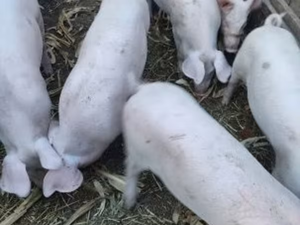 Säue, Крупная белая
