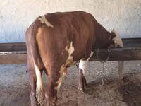 گاو نر, Simmental cattle — عکس 1