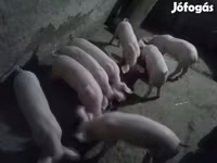 Мэгж, Крупная белая — 8 зураг