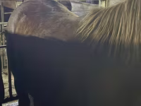 Faras, Horses — sawirka 1
