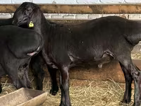 كبش, Hissar sheep — الصورة 4