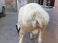 Kambing jantan, Arashan sheep — foto 5