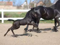 Hengst, Friesian — foto 4