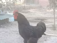 Jersey Giant — Foto 1