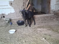 山羊（批次，未指定性别）, Goats — 照片 4