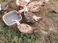 Ducks — 사진 6