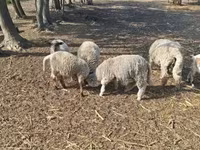 Kambing jantan, Sheep — foto 5