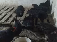 Chickens — عکس 2