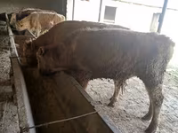 گاو نر, Simmental cattle — عکس 5