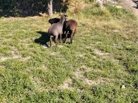 Kambing jantan, Sheep — foto 7