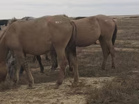 ม้าตัวเมีย, Mugalzhar horse — รูปภาพ 6