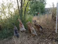 Indický Runner — foto 5