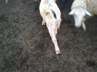 Billy Goat, Goats — photo 4