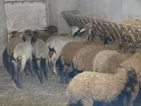 Pecora, Pecore — foto 3