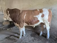 گاو نر, Simmental cattle — عکس 4