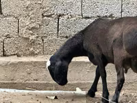 قوچ, گوسفند — عکس 6