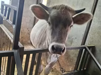 گاو ماده, Swiss cattle — عکس 4