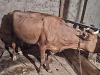 Mucca, Bovini — foto 2