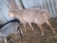 مینڈھا, Hissar sheep — تصویر 2