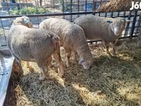 Κριός, Ile-de-France sheep — φωτογραφία 5