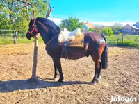 Kůň, Hungarian horse breed — foto 5