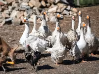 Geese — foto 2