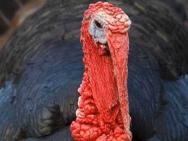 Turkeys