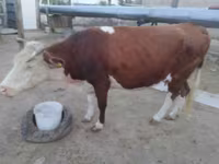 گاو ماده, Latvian Blue cattle — عکس 2