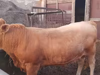 Lembu jantan, Auliyeatinskaya breed — foto 6