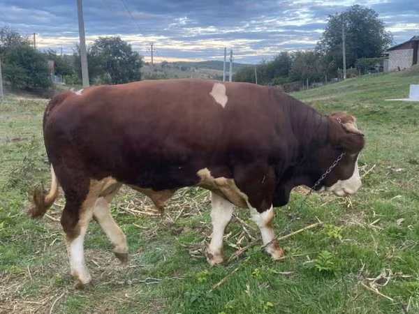 Banteng, Simmental cattle