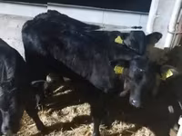 Bull, Limousin cow — photo 1