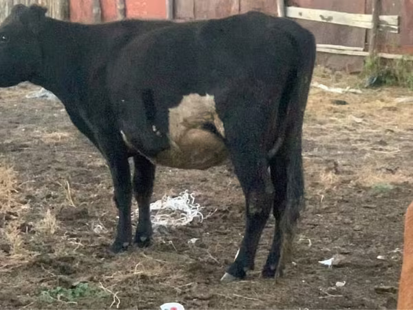 Lembu betina, Latvian Blue cattle