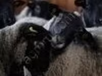 Ram, Romanov sheep — photo 3