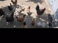 Chickens — foto 2