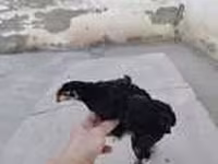 Chickens — புகைப்படம் 7