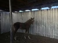 Kobyła, Kazakh horse — zdjęcie 2